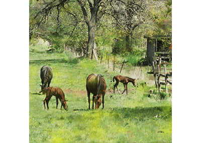 Spring Colts